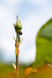 Close-up of insect on plant