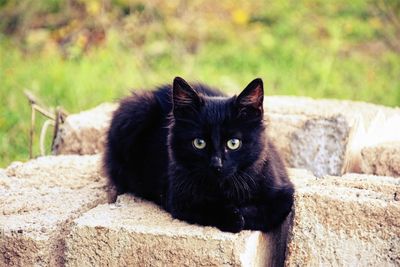 Portrait of black cat
