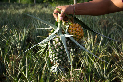 Midsection of person holding fruit