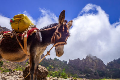 Low angle view of horse on mountain against sky