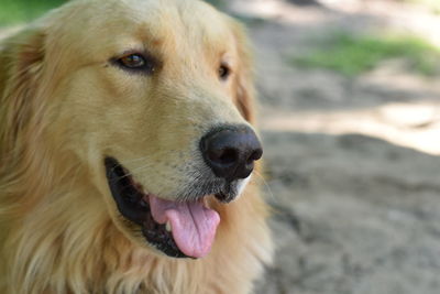 Close-up of golden retriever