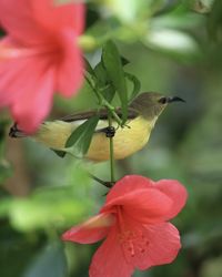 Close-up of hummingbird on pink flower