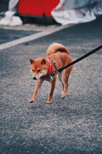 Portrait of dog walking in city