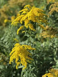 Close-up of yellow flowering plant