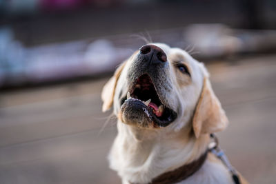 Close up portrait of a dog, labrador retriever.