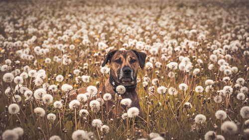 Portrait of dog on field