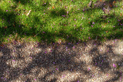 High angle view of purple flowers on field