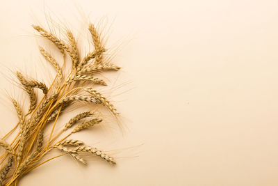 Close-up of plant against white background