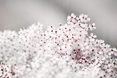 Close-up of flowers, white and pink