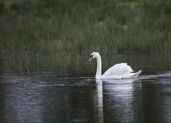 Swan swimming in lake
