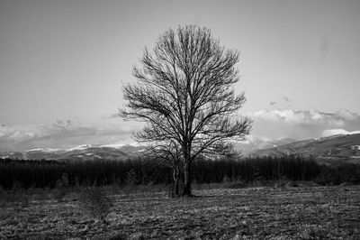 Bare tree on field against sky