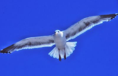 Low angle view of seagull flying against blue sky