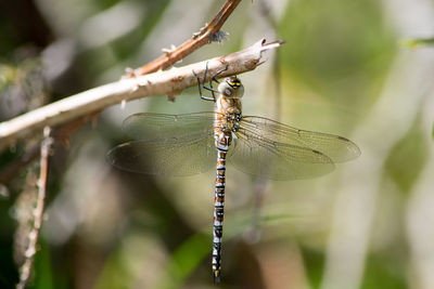 Close-up of dragonfly on twig