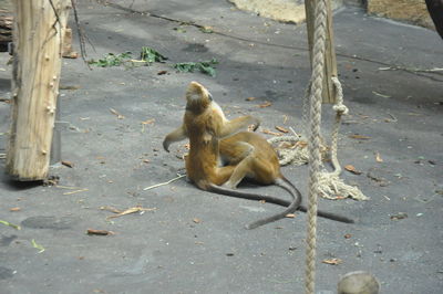 Turtle sitting outdoors
