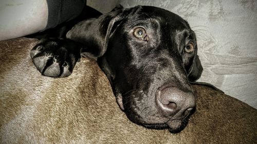 Close-up portrait of a dog