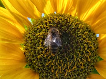 Close-up of honey bee on sunflower