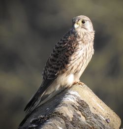 Close-up of a bird