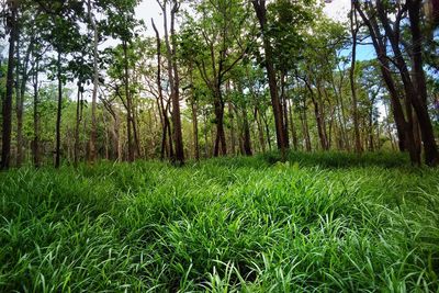 Trees in forest