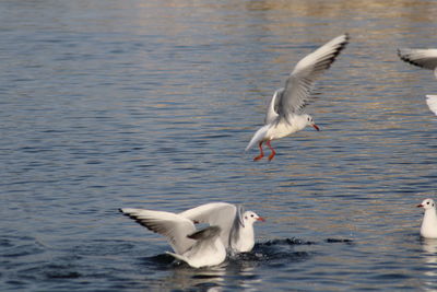 Seagull flying over lake