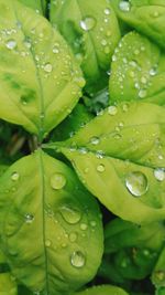 Close-up of wet leaves on rainy day