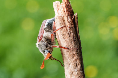 Close-up of butterfly on tree trunk