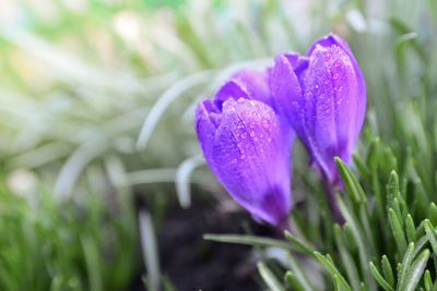 Close-up of purple crocus flower