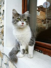 Close-up of cat sitting outdoors