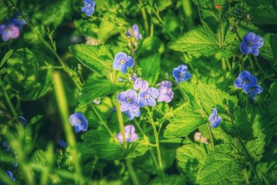 Close-up of purple flowers