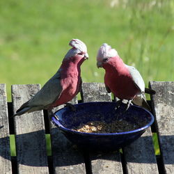 Galah birds feeding on table