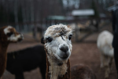 Sheep standing in a field