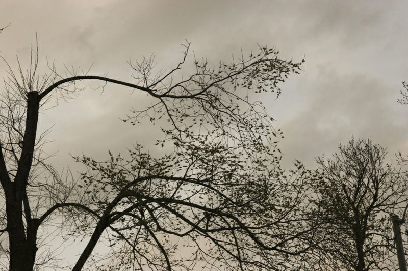 bare tree, low angle view, sky, tree, branch, cloud - sky, cloudy, cloud, nature, tranquility, beauty in nature, overcast, outdoors, scenics, weather, tree trunk, no people, tranquil scene, day, growth, high section, idyllic