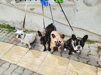 High angle view of dogs on footpath