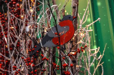 Close-up of red berries on tree