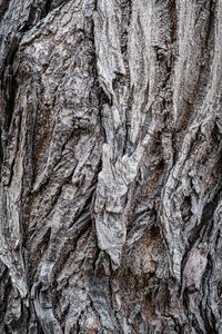 Full frame shot of tree trunk