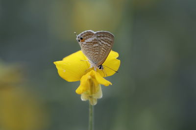 Close-up of butterfly pollinating on yellow flower