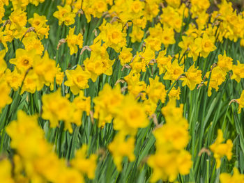 Close-up of yellow flowers