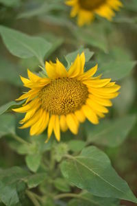 Sunflower bunga matahari