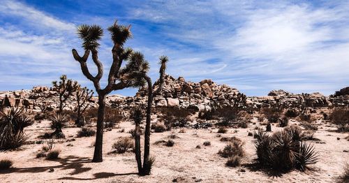 Trees growing in desert against sky