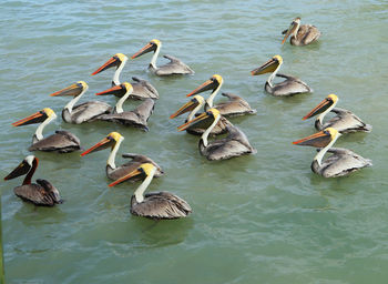 High angle view of pelicans swimming in ocean