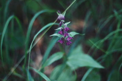 Close-up of pink flowering plant