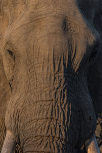 Close-up of elephant