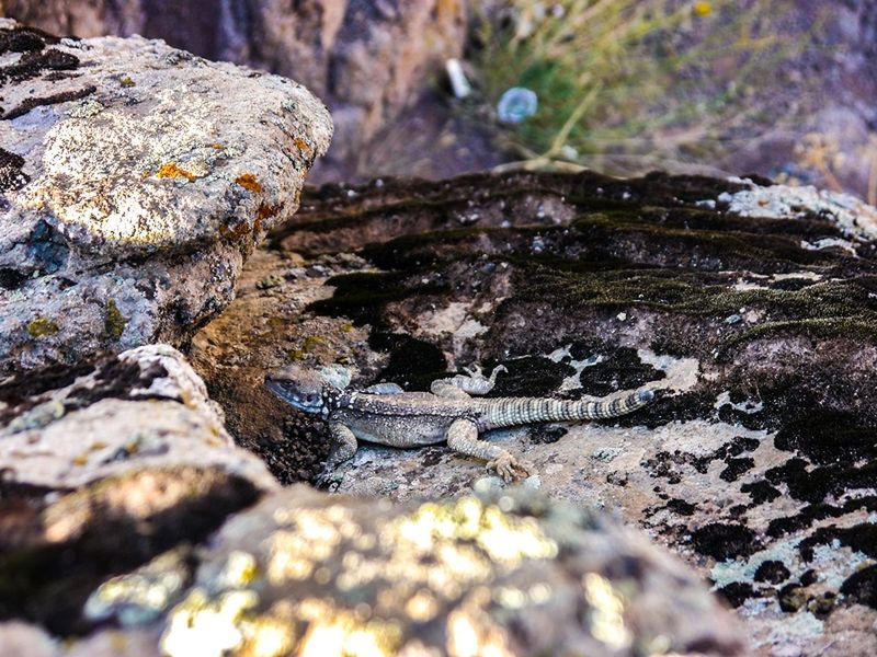 rock - object, nature, rock, close-up, stone, focus on foreground, selective focus, rock formation, textured, day, stone - object, outdoors, tranquility, beauty in nature, moss, forest, no people, wildlife, animals in the wild, sunlight