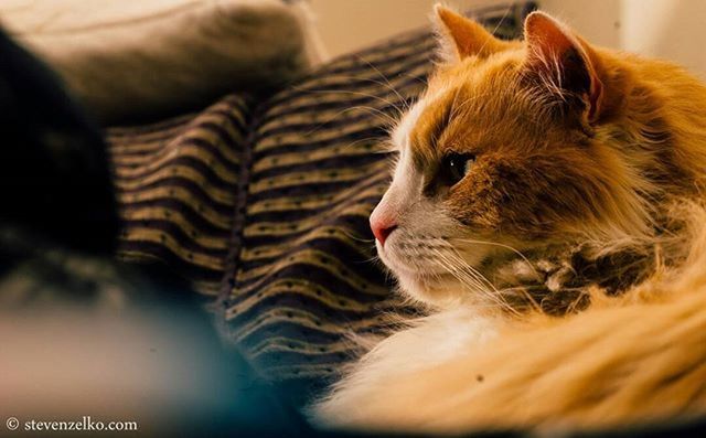 domestic cat, cat, pets, one animal, domestic animals, animal themes, indoors, feline, mammal, whisker, relaxation, close-up, resting, focus on foreground, looking away, home interior, selective focus, lying down, home, animal head