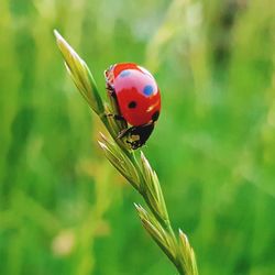 Close-up of ladybug on plant