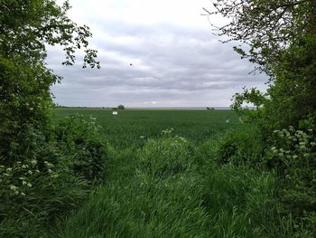 Scenic view of field against sky