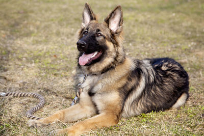 Lovely german shepherd in the outdoor	
