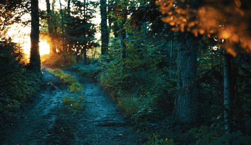 Scenic view of forest