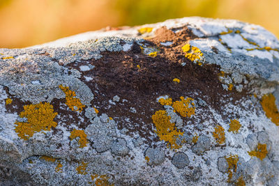 Lichen presumably on quartzite sandstone surface under direct sunlight