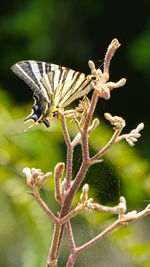 Close-up of butterfly on flower