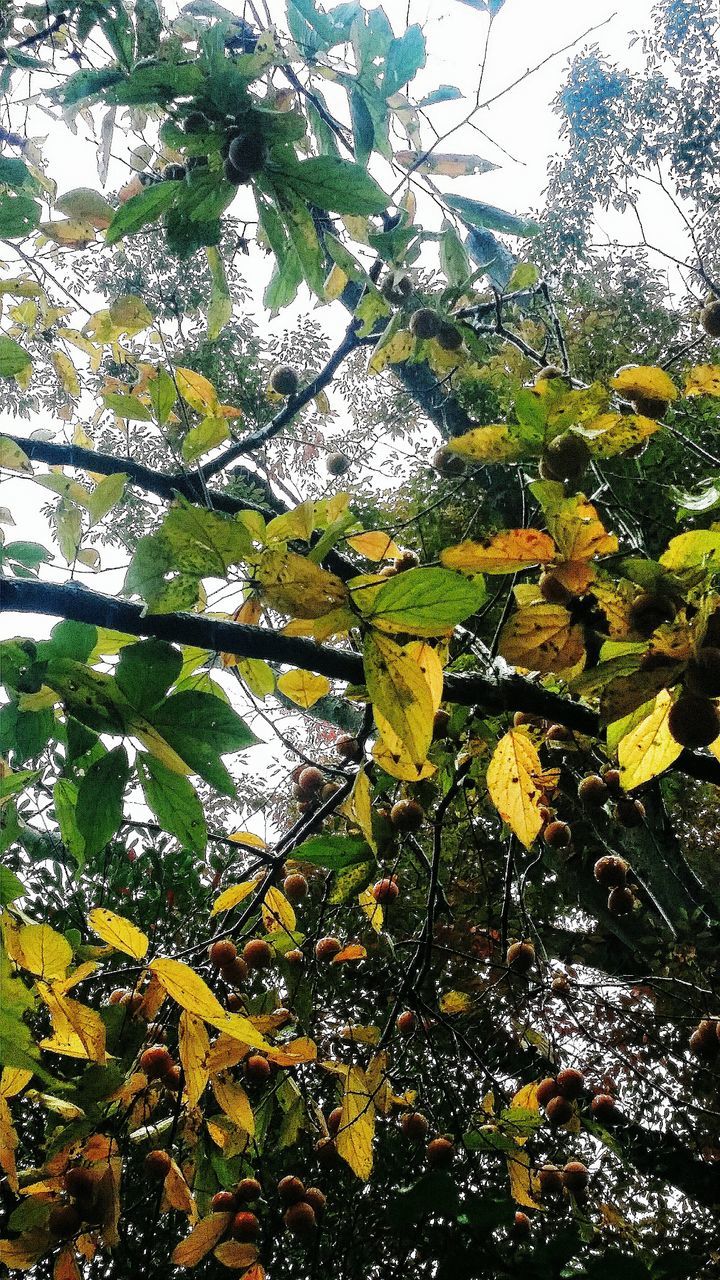 flower, growth, tree, freshness, beauty in nature, nature, branch, leaf, fragility, plant, yellow, tranquility, sky, blossom, day, blooming, in bloom, season, green color, no people